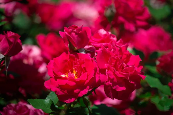 Beautiful red pink  roses are  blooming in the garden