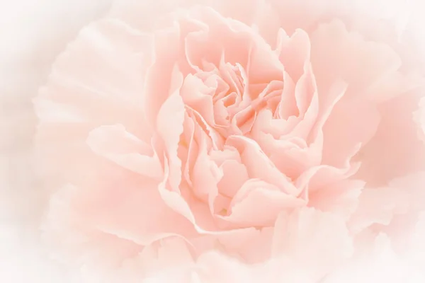 Rosa Nelkenblüten Strauß Auf Hellrosa Hintergrund Weichfilter — Stockfoto