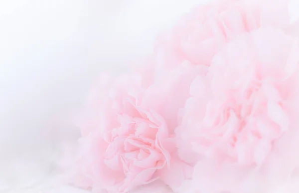 Oeillet Rose Bouquet Fleurs Sur Fond Rose Clair Filtre Souple — Photo