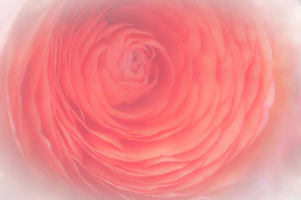 Flores Rosadas Ranúnculo Sobre Fondo Rosa Claro Filtro Suave — Foto de Stock