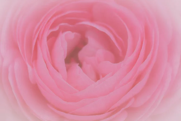 Fleurs Oeillet Rose Sur Fond Rose Clair Filtre Souple — Photo