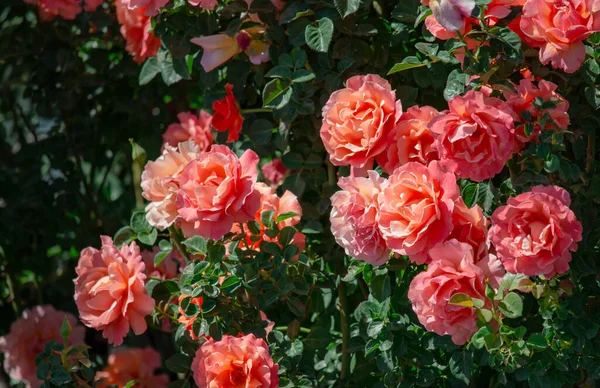 Vackra Rosa Apelsinrosor Blommar Trädgården Stockbild