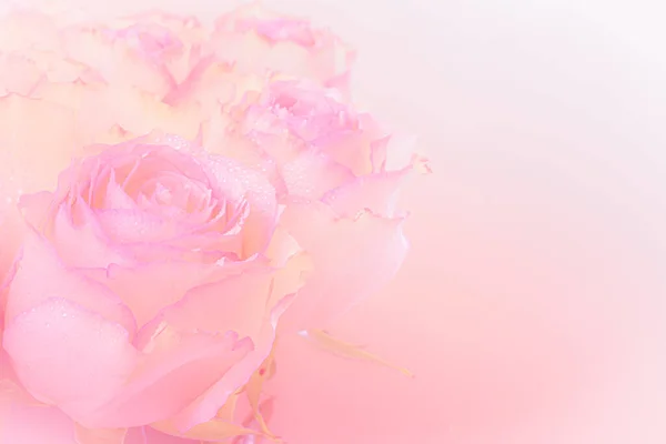 Close Pink Roses Bouquet Light Pink Background Soft Filter — Stockfoto