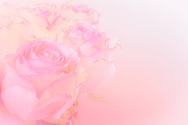 Close up of pink roses bouquet on light pink background. soft filter.