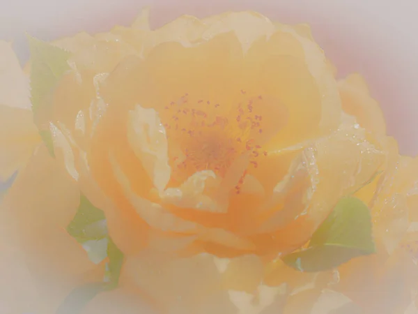 Close Yellow Rose White Background Soft Filter — Stockfoto