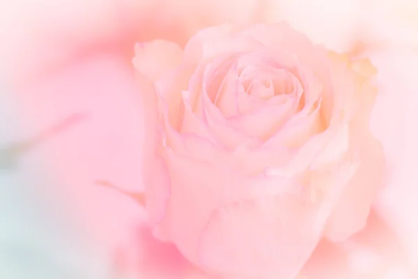 Close Pink Rose Light Pink Background Soft Filter — Stok fotoğraf