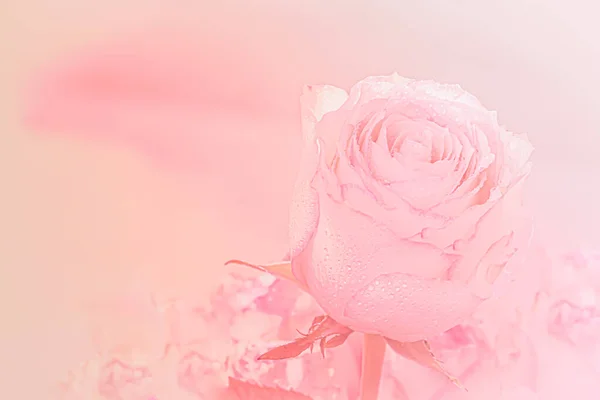 Close Pink Rose Light Pink Background Soft Filter — Stockfoto