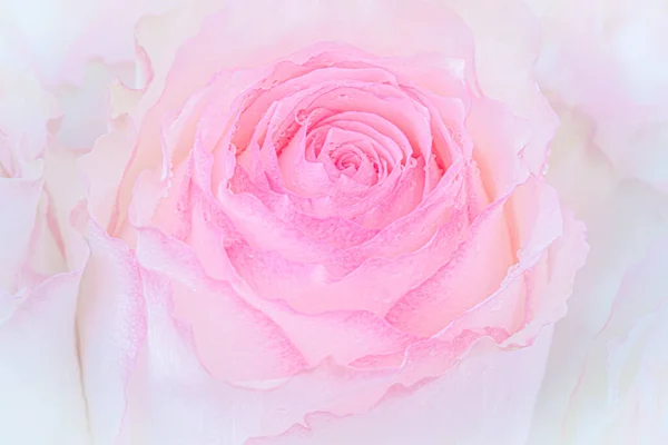 Close Pink Rose Light Pink Background Soft Filter — 图库照片