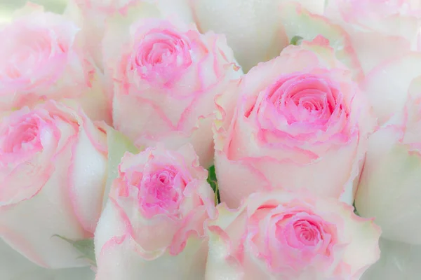 Κοντινό Πλάνο Του Ροζ Τριαντάφυλλα Μπουκέτο Λευκό Φόντο Μαλακό Φίλτρο — Φωτογραφία Αρχείου