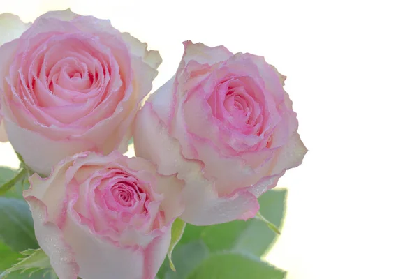 Close Pink Roses Bouquet White Background Soft Filter — 스톡 사진