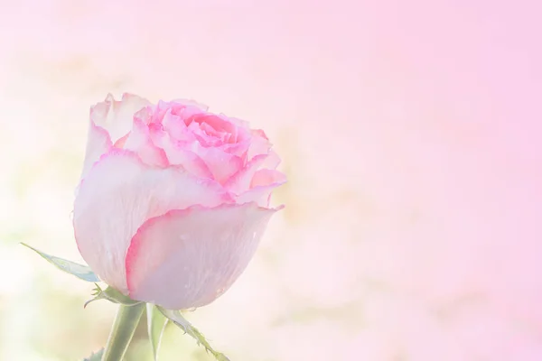 Close Pink Rose Light Pink Background Soft Filter — 스톡 사진