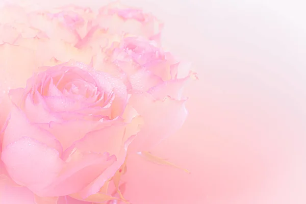 Gros Plan Bouquet Roses Roses Sur Fond Rose Clair Filtre Images De Stock Libres De Droits
