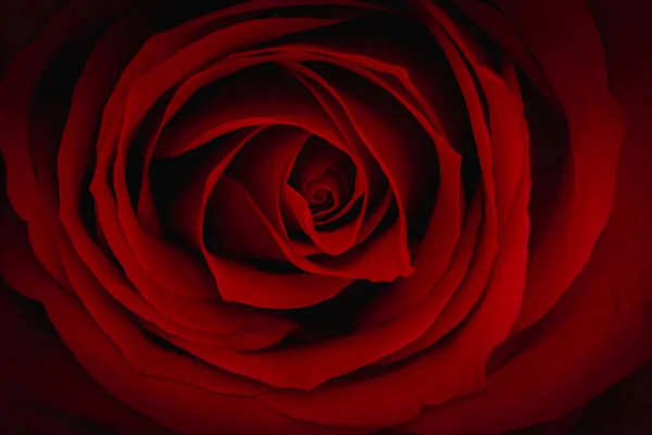 Zblízka Krásná Červená Růže Symbol Lásky — Stock fotografie