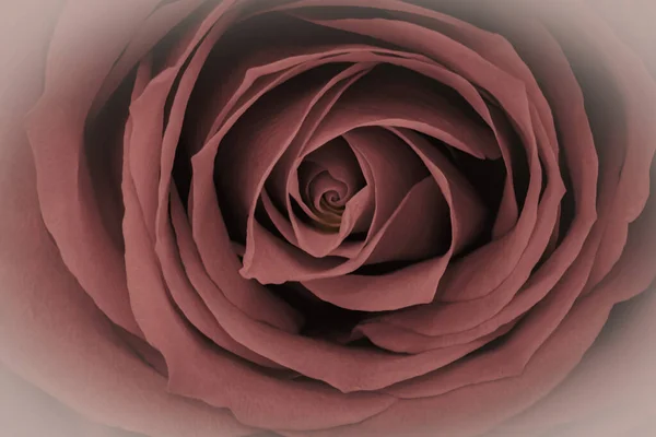 Zblízka Nádherná Červenohnědá Růže Symbol Lásky — Stock fotografie