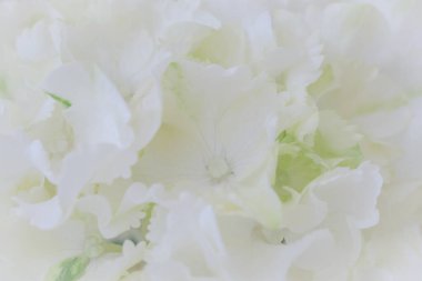 Beyaz ortancayı kapatın. Beyaz çiçek arka planı. yumuşak filtre.