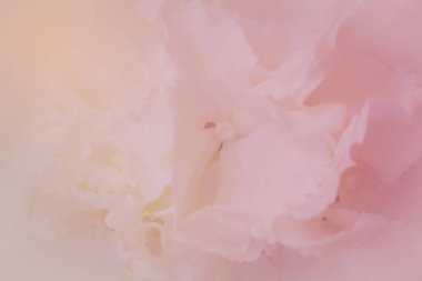 Beyaz ortancayı kapatın. Beyaz çiçek arka planı. yumuşak filtre.