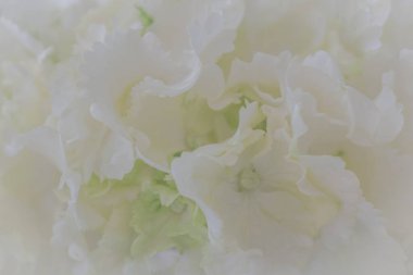 Beyaz ortancayı kapatın. Beyaz çiçek arka planı. yumuşak filtre.