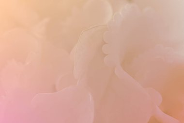 Beyaz ortancayı kapatın. Beyaz çiçek arka planı. yumuşak filtre.