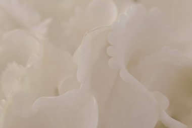 Beyaz ortancayı kapatın. Beyaz çiçek arka planı. yumuşak filtre.