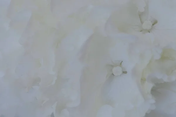 Close White Hydrangea White Flower Background Soft Filter — Stockfoto
