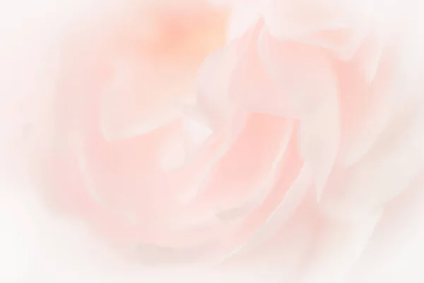 Close Pink Rose Petals Light Pink Background Soft Filter — Photo