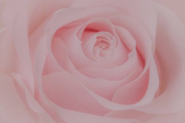 Close up of pink rose on soft bokeh  background.