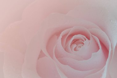Close up of pink rose on pink background. soft filter.