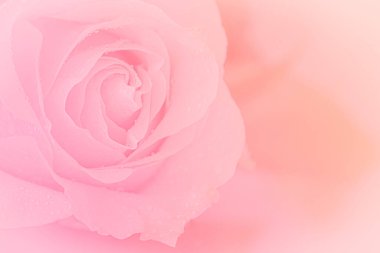 Close up of pink rose on pink background. soft filter.