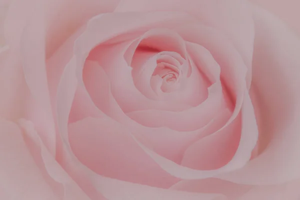 Close Pink Rose Soft Bokeh Background — Stock fotografie