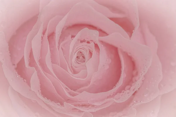 Close Pink Rose Pink Background Soft Filter — Stock fotografie