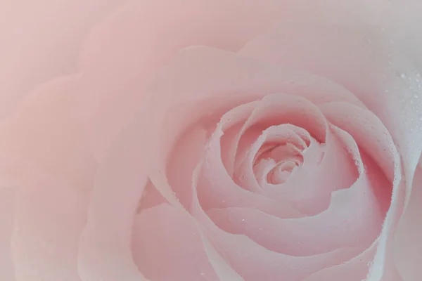 Close Pink Rose Pink Background Soft Filter — Stok fotoğraf