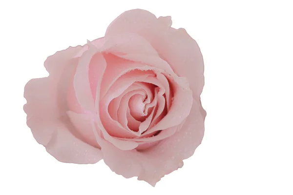Close Pink Rose White Background Isolate Background — стоковое фото