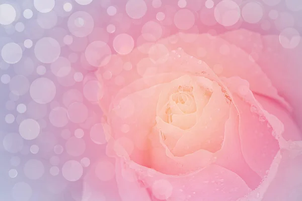 Close Pink Rose Soft Bokehe Background Soft Filter — Stock Fotó