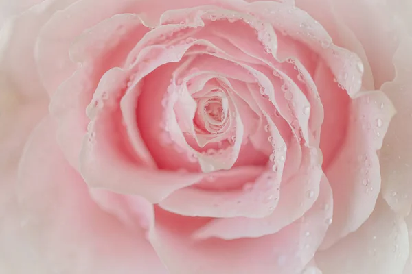 Close Pink Rose Soft Bokeh Background — стоковое фото