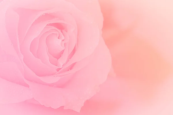 Close Pink Rose Pink Background Soft Filter Stock Picture