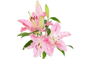 Beautiful Lily flower isolate on white background.