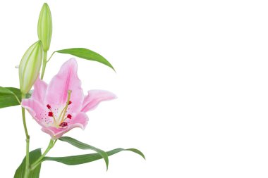 Beautiful Lily flower isolate on white background.
