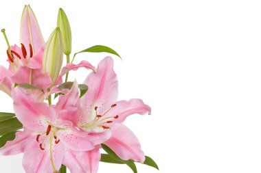 Beautiful Lily flower isolate on white background.