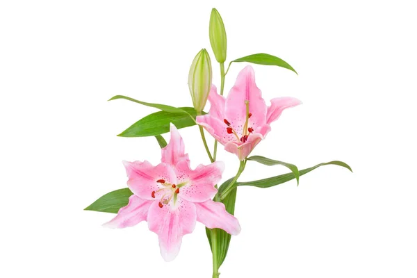 Beautiful Lily Flower Isolate White Background — Stock Photo, Image