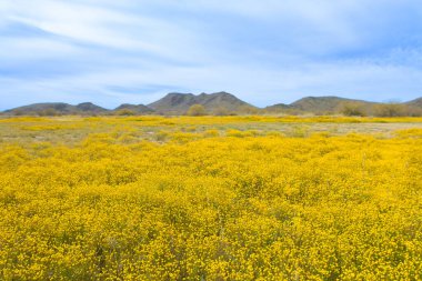 The Brass Buttons (Cotula coronopifolia) plant are blooming in the spring. Yellow wild flowers blooming in the meadow with mountain backgroun.