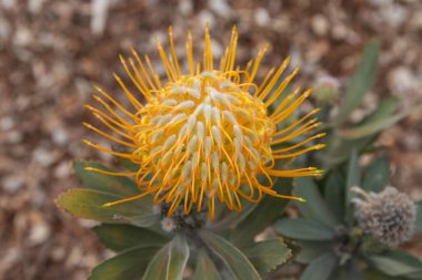 Close up of  yellow  flower head of a leucospermum in the garden at Hawaii.