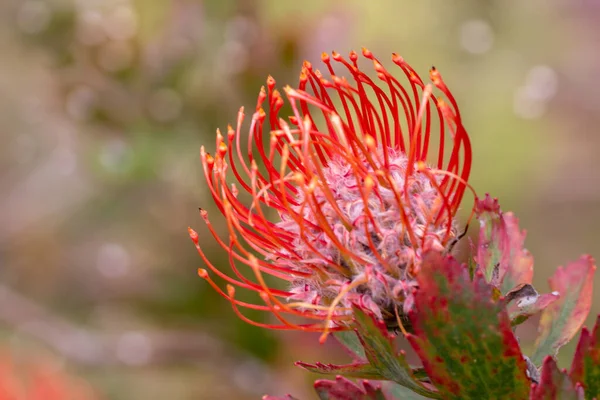 Close up of  red flower head of a leucospermum in the garden at Hawaii.