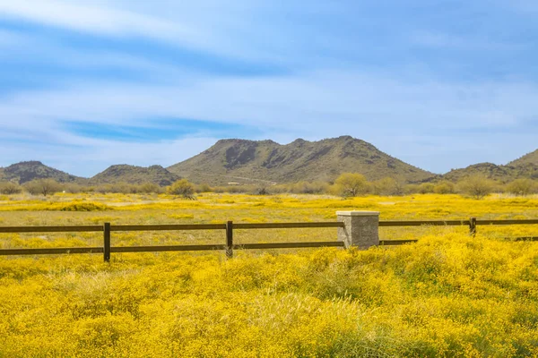 Brass Buttons Cotula Coronopifolia Plant Blooming Spring Yellow Wild Flowers — 스톡 사진