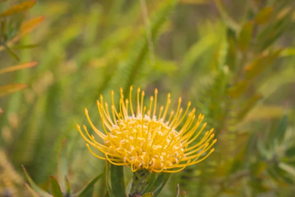 Close Yellow Flower Head Leucospermum Garden Hawaii — Stockfoto