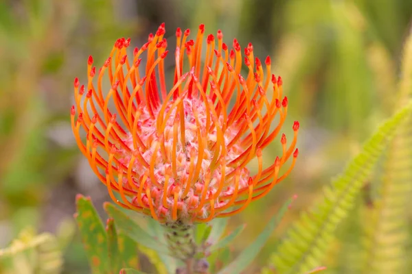 Close up of  red orange  flower head of a leucospermum in the garden at Hawaii.