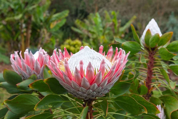 Close King Protea Protea Cynaroides Blooming Garden Hawaii — Fotografia de Stock