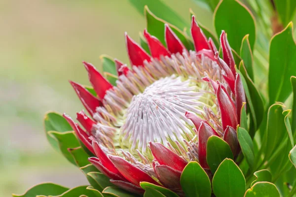 Close King Protea Protea Cynaroides Garden Hawaii Stockfoto