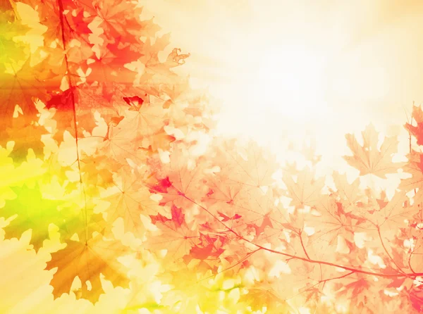 Autumn background — Stock Photo, Image