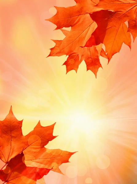 Autumn background — Stock Photo, Image