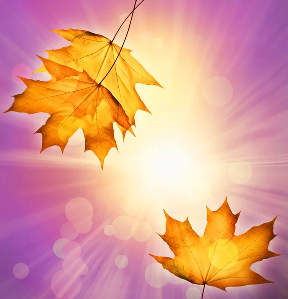 Autumn background — Stock Photo, Image